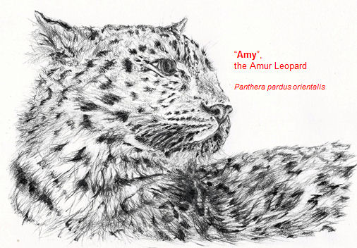 amytheamurleopard